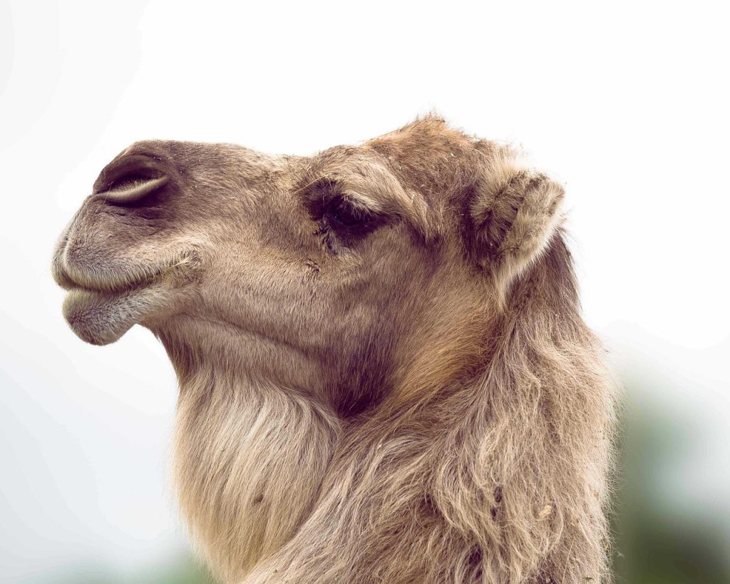 camel, dromedary, desert, animals, morocco, sand, relax, nature, arabic, camel, camel, camel, camel, camel