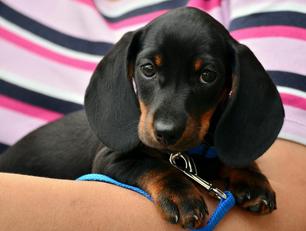 Cute dachshund puppy resting on a person's arm, wrapped in a colorful striped shirt.