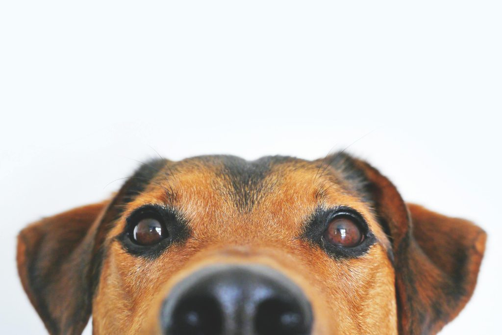 Adorable close-up of a brown dog's face with a curious expression and focus on its eyes and nose.